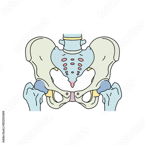 Anatomical illustration presenting a human pelvic bone structure with accurate positioning and