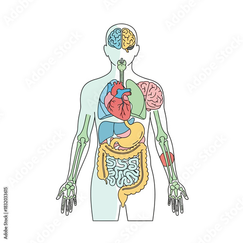 Anatomical illustration displaying human internal organs on a stylized full body figure