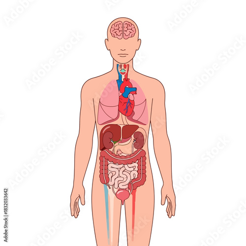 Human anatomy illustration showcasing internal organs for educational purposes and healthcare