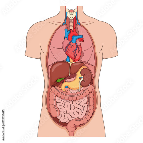 Detailed anatomical illustration showcasing human torso and internal organs system visualization
