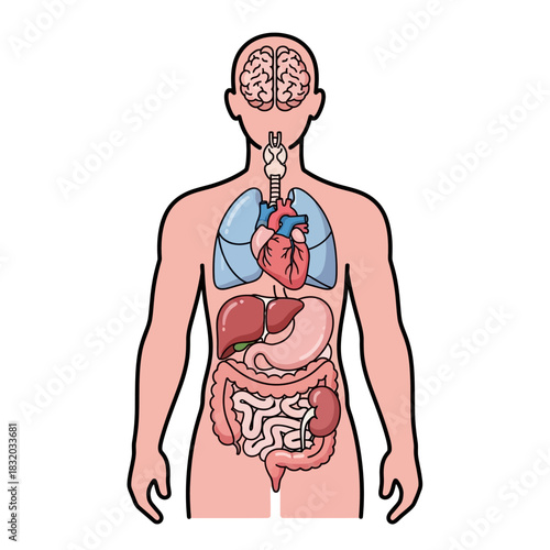 Human body structure illustration showcasing key internal organs for medical education