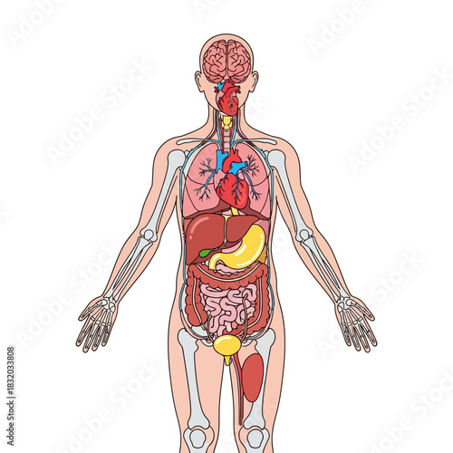 Human anatomical illustration displaying internal organs and their positioning meticulously detailed
