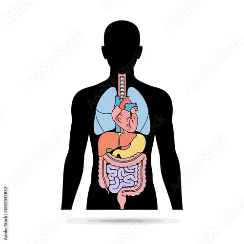 Human anatomy illustration displaying major internal organs with detailed view for study purpose
