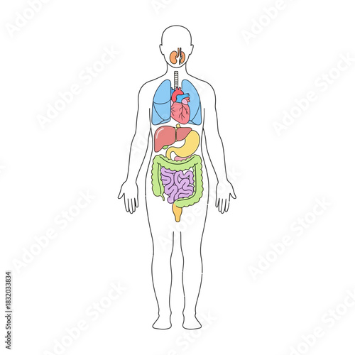 Human body anatomy illustration featuring internal organs for educational purposes with organ