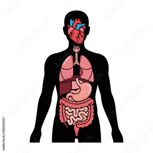 Anatomical illustration showcasing internal human organs with focus on visceral organization for
