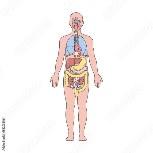 Detailed illustration of the human anatomy showcasing internal organs for educational purposes