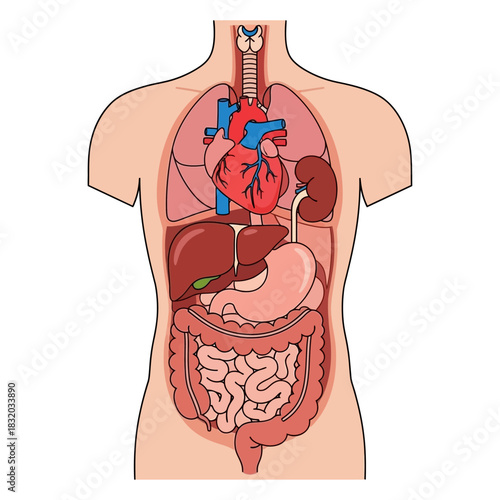 Human internal organ illustration showing anatomical positions with colorful details