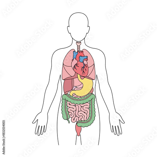 Detailed illustration showcasing the primary internal organs within a human figure for study