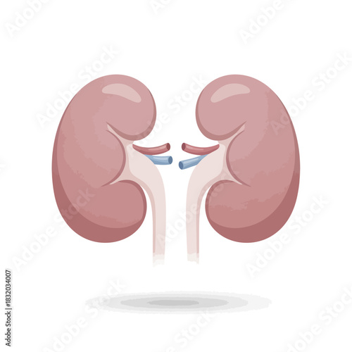 Human kidney pair illustration showcasing internal organ anatomy for medical learning