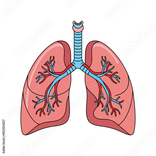 Detailed anatomical illustration depicting human lungs with trachea and bronchioles in color