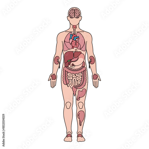 Detailed anatomical illustration depicting human internal organs system and body structure