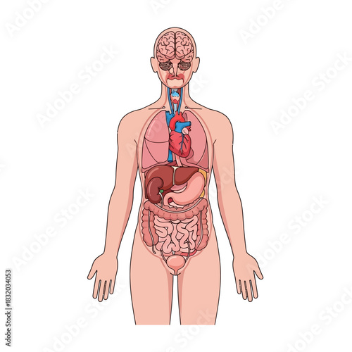 Detailed anatomical illustration showcasing internal human organ systems structure