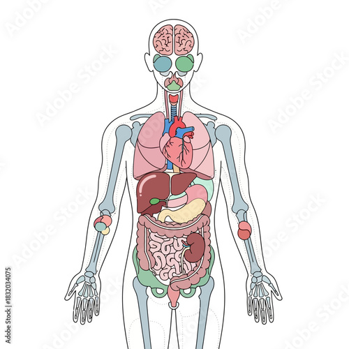 Detailed human anatomy illustration showcasing internal organs for medical learning and research