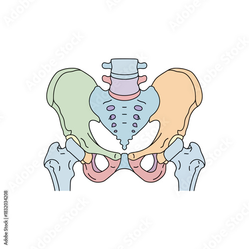 Anatomical illustration of the human pelvis showcasing bone structure and joints clearly detailed