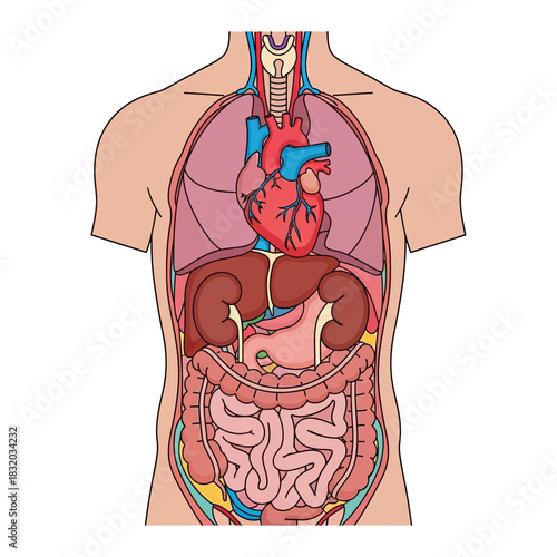 Torso Anatomy Illustration Revealing Internal Organs for Medical Study and Educational Purposes