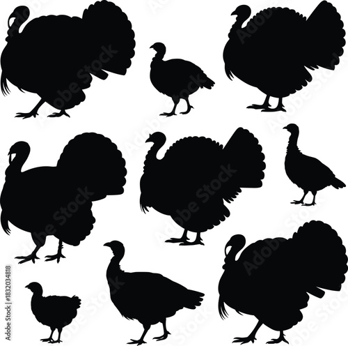 Multiple black turkey silhouettes on white background