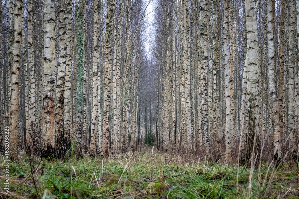 Fototapeta premium Symmetrical Birch Tree Plantation with Narrow Path Leading into Dense Forest in Late Autumn, Latvia