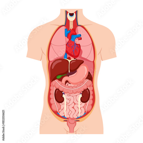 Anatomical illustration depicting human organs inside the torso presenting organ placement and