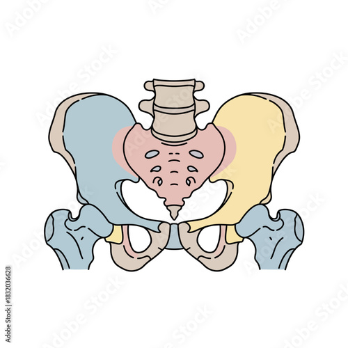 Anatomical pelvic bone illustration showcasing skeletal structure and human body detail for