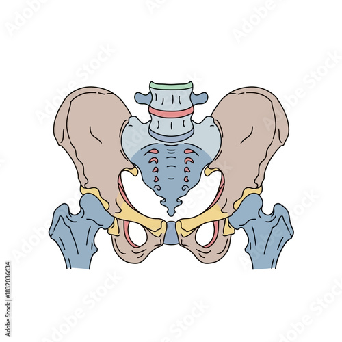Anatomical illustration showcasing the detailed structure and form of the human pelvic bone