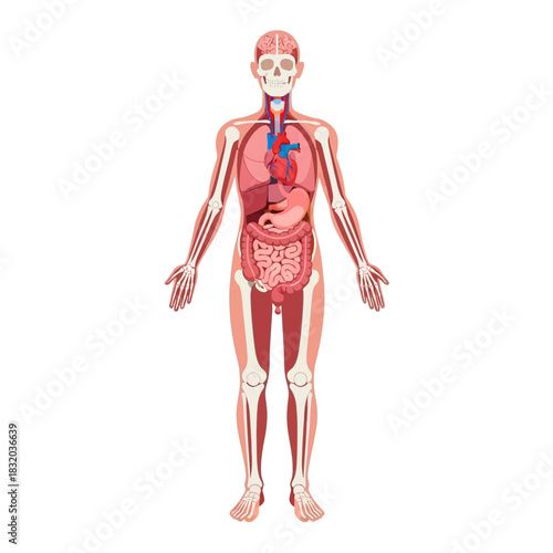 Detailed depiction showcasing human anatomy illustration with internal organs and skeletal system