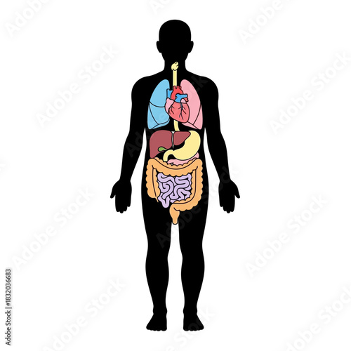 Human anatomy silhouette showcasing internal organs vital for human physiology and health