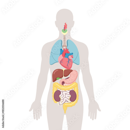 Comprehensive anatomical illustration displaying internal organs within a stylized human form