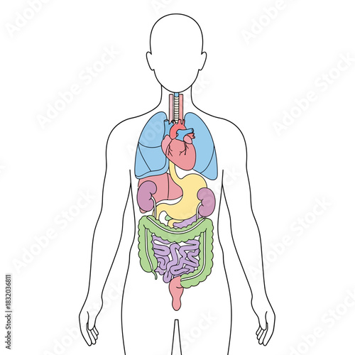Anatomical Illustration: Diagram of Human Internal Organs for Educational Purposes for Awareness