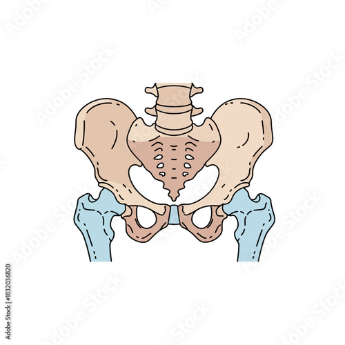 Anatomical Illustration of the Human Pelvic Bone Structure and Lower Vertebrae Depiction