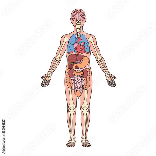Human body anatomical illustration displaying internal organs and skeletal structure