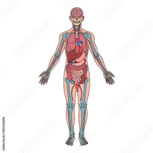 Anatomical visualization presenting the comprehensive structure of the human organism with various