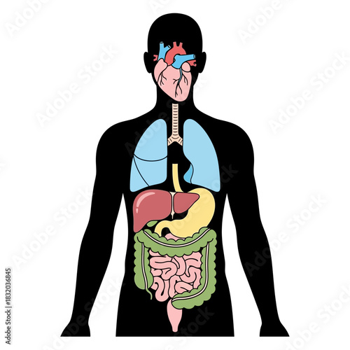 Anatomical illustration showcasing human internal organs within a silhouette representation of the