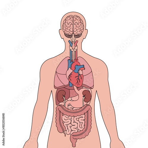 Detailed human anatomy illustration showcasing internal organs and bodily systems for medical