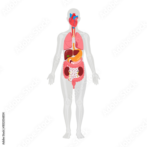 Human body with internal organs illustration providing educational anatomical insight for medical