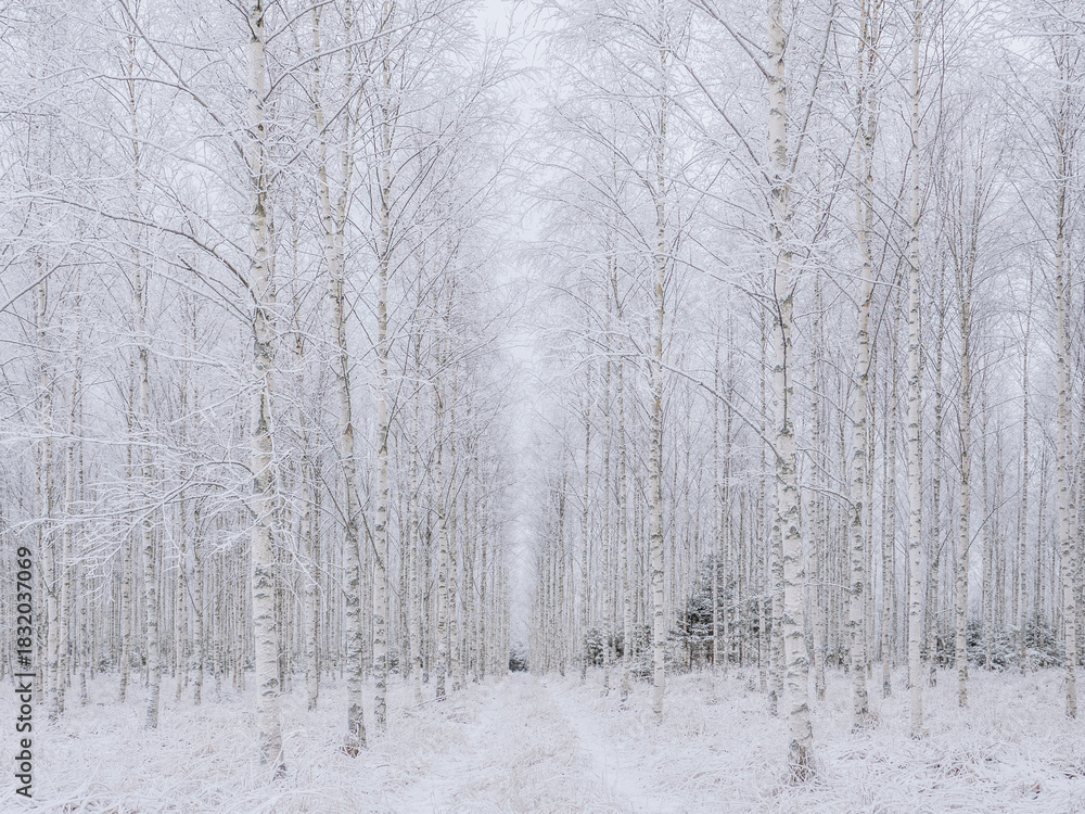 Fototapeta premium Birch tree in a frosty morning