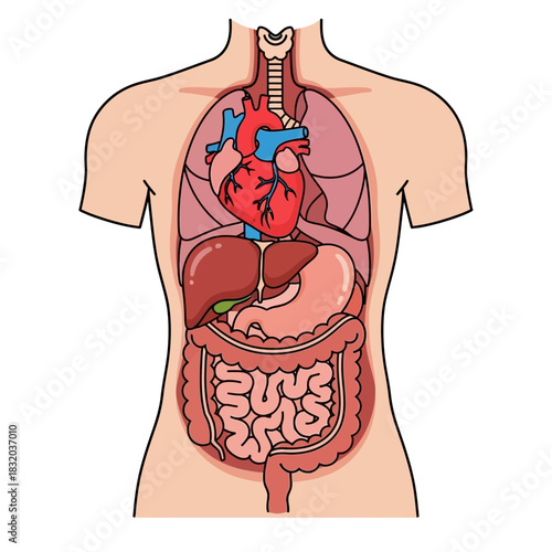 Anatomical illustration revealing human internal organs within the body contour