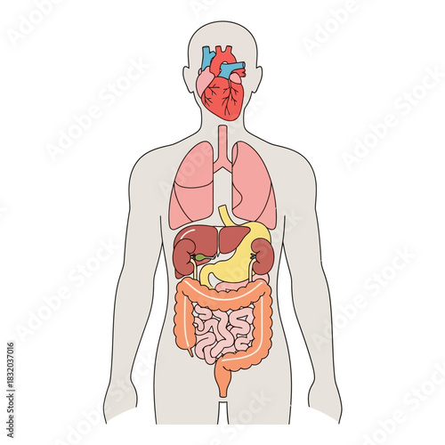 Human body internal organs educational anatomical illustration for medical science learning