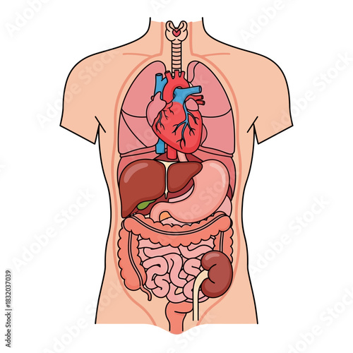 Human internal organs arrangement illustration for educational purpose or medical presentations
