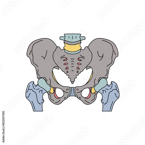 Anatomical illustration of the pelvic girdle presenting the bones and cartilage structures for