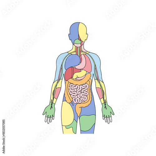 Comprehensive visual representation of human anatomy with organ systems outlined and simplified