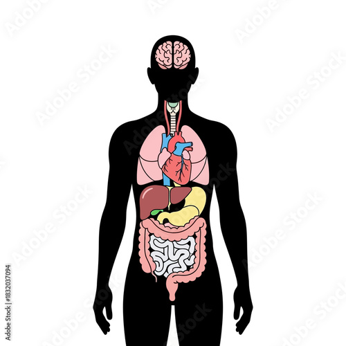 Human anatomy visualization with internal organs illustrated against a silhouette figure