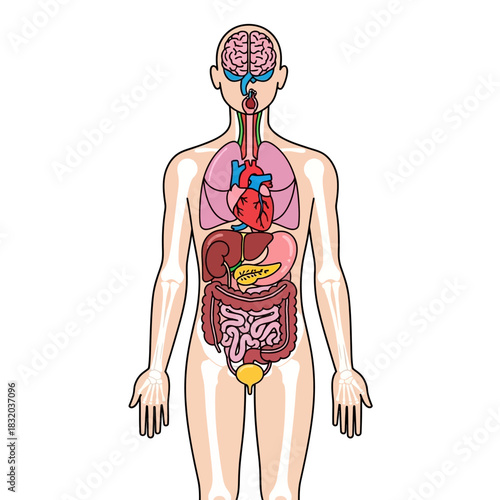 Detailed illustration of human anatomy, showing the placement of internal organs for study
