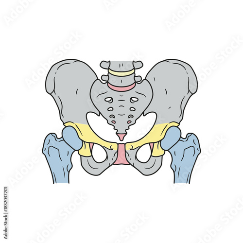 Anatomical illustration showcasing the human pelvis bones and joints for medical education and