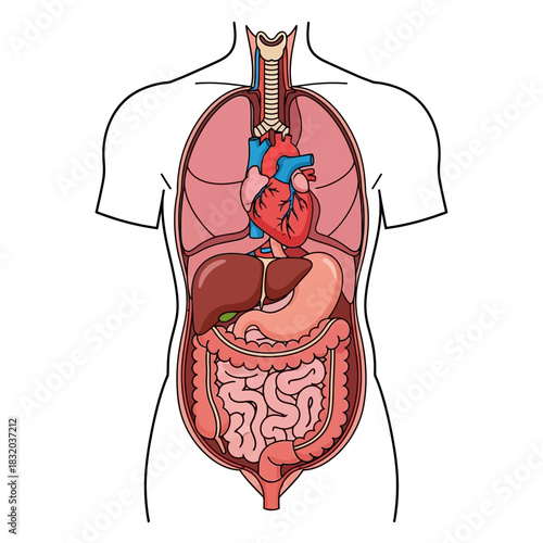 Human anatomical illustration showcasing major internal organs and skeletal structure with clean