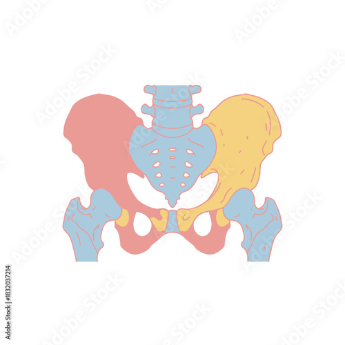 Simplified anatomical illustration of the human pelvis showcasing bone structure and design features
