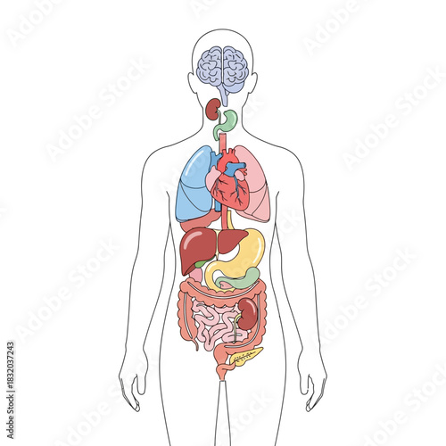 Illustration of human anatomy depicting the internal organ systems for educational resources or