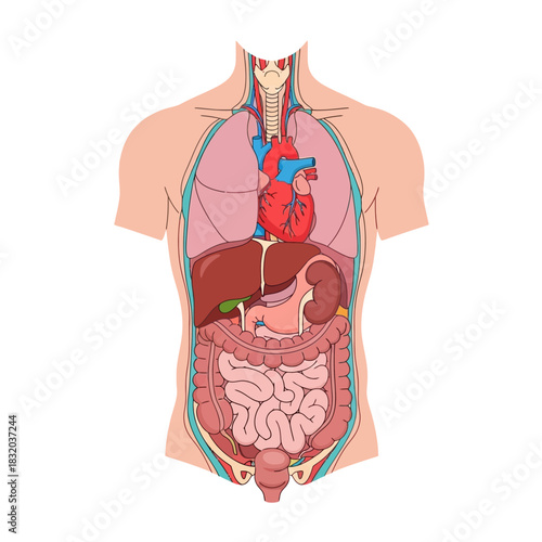 Anatomical depiction showcasing human internal organs placement for medical illustration and
