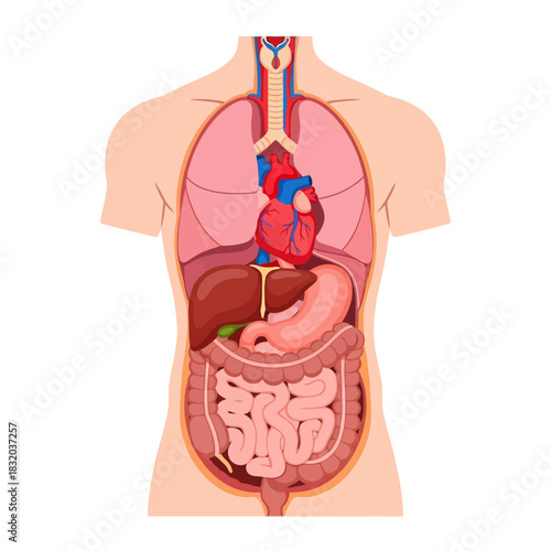 Detailed anatomical illustration of the human torso showcasing internal organs  for medical