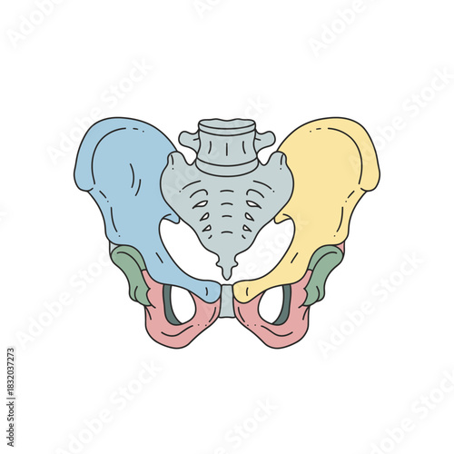 Anatomical illustration depicting a stylized human pelvic structure with colorful sections for