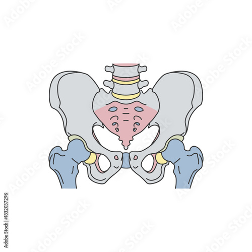 Anatomical illustration of the pelvic bone structure showcasing a detailed skeletal diagram human
